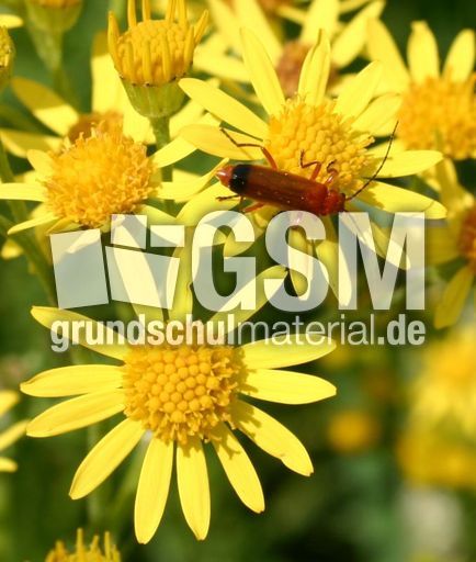 Raukenblättriges Greiskraut-1.jpg
